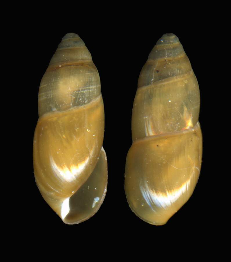 Ferussacia  folliculus